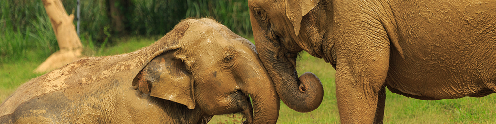Elephant Hills Luxury Tented Camp