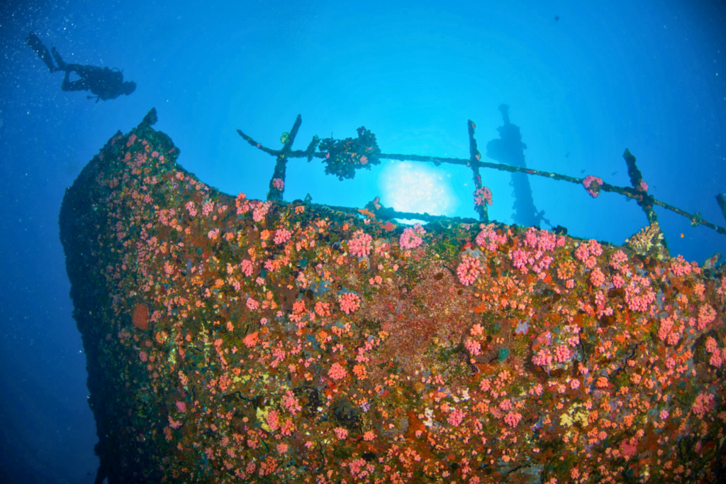 Kudhimma Wreck divers near Machchafushi Island Resort