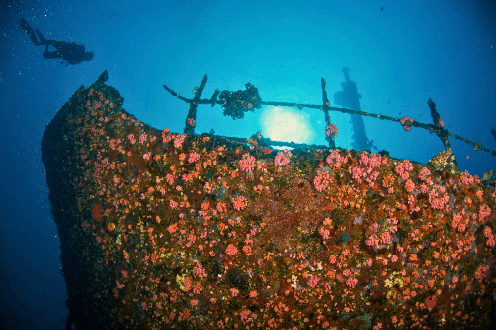 Kudhimma Wreck divers near Machchafushi Island Resort
